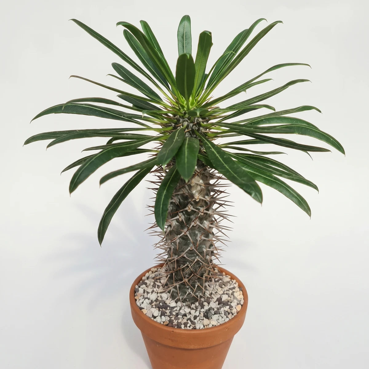 Pachypodium Lamerei Madagascar Palm plant in a terracotta pot with white gravel, captured indoors.