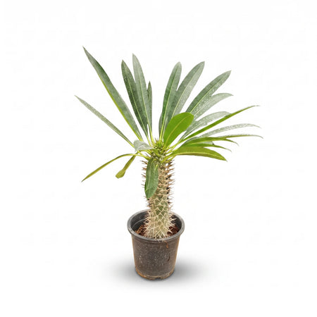 A Pachypodium Lamerei, or Madagascar Palm, in a black pot, showing its spiky trunk and long green leaves.