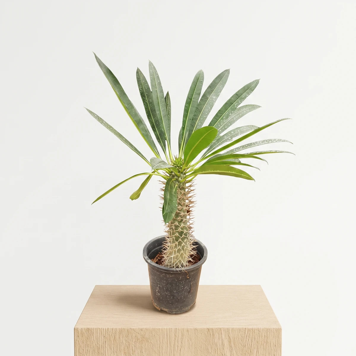 Pachypodium Lamerei Madagascar Palm with spiky stem and green leaves, presented in a black overpot.