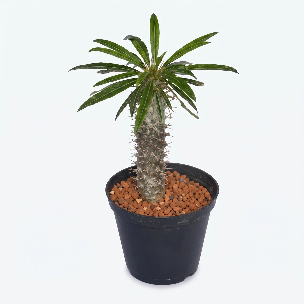 Potted Pachypodium plant with green leaves and a spiky stem in a black container with reddish soil, viewed from slightly