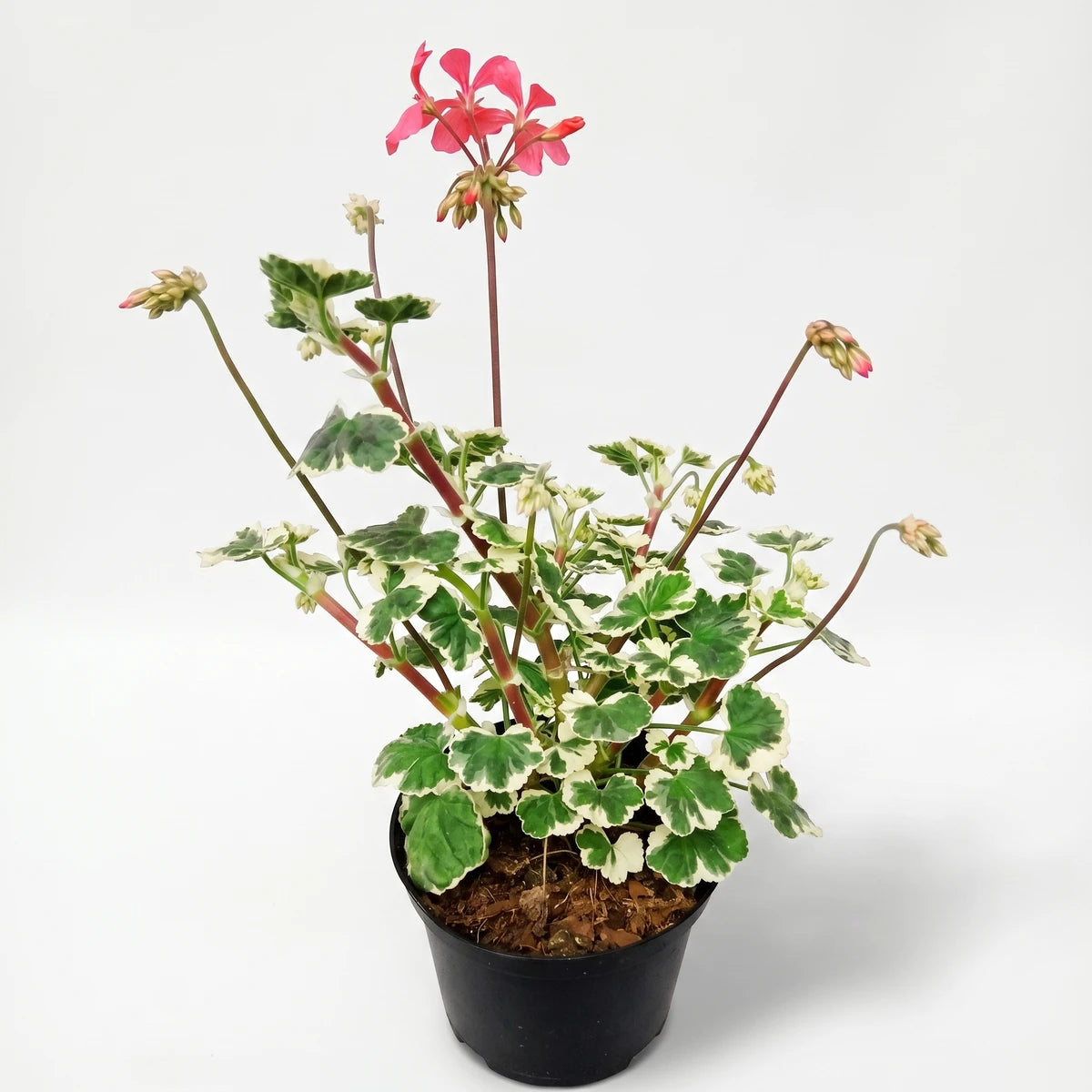 Potted Pelargonium Frank Headley plant with striking variegated green and white leaves and vibrant pink flowers.