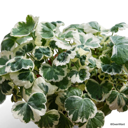 Close-up of a Pelargonium Madame Salleron plant with distinctive green and white variegated leaves.