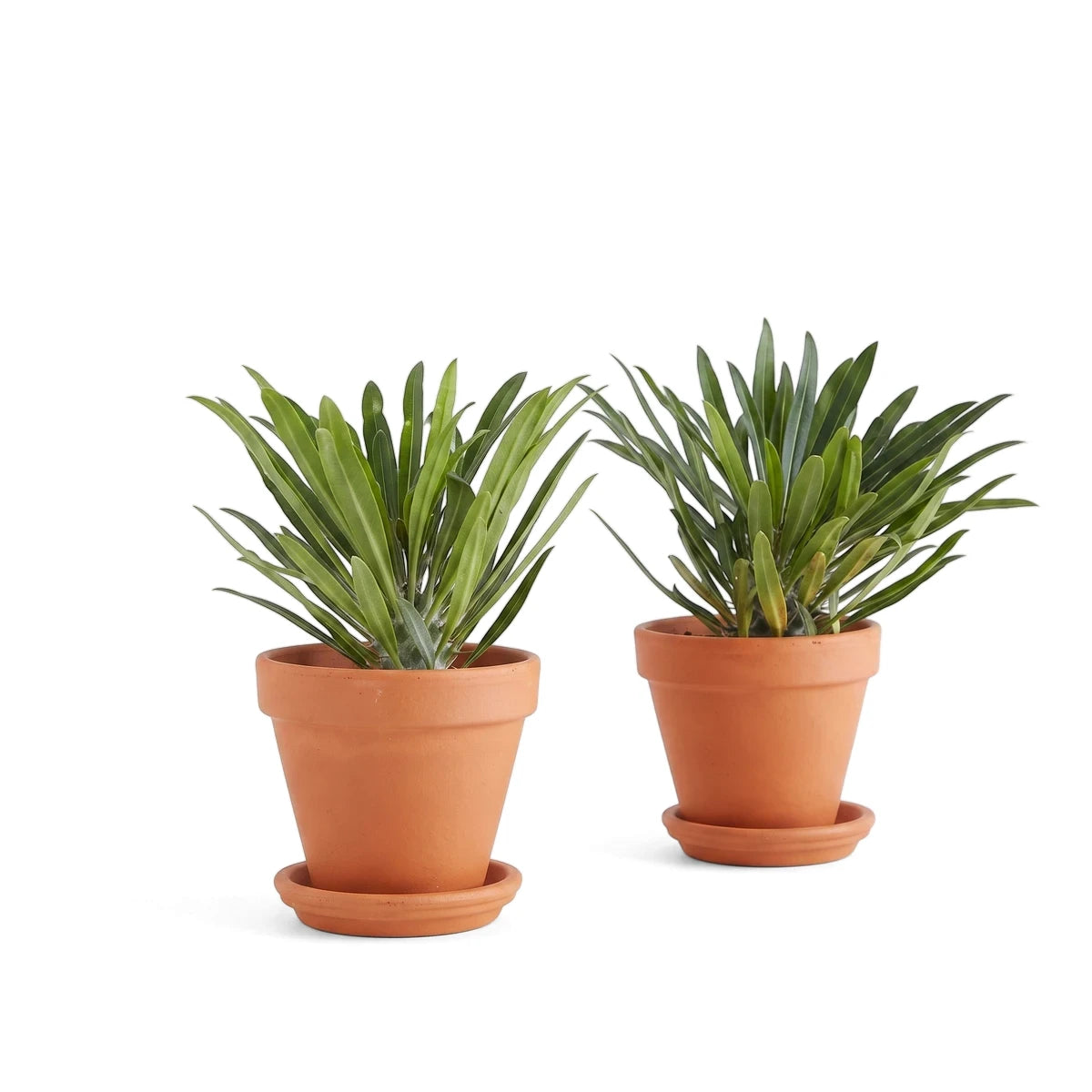 Two vibrant Pelargonium Mrs Pollock Geranium plants with green leaves, each in a terracotta pot with a matching saucer.