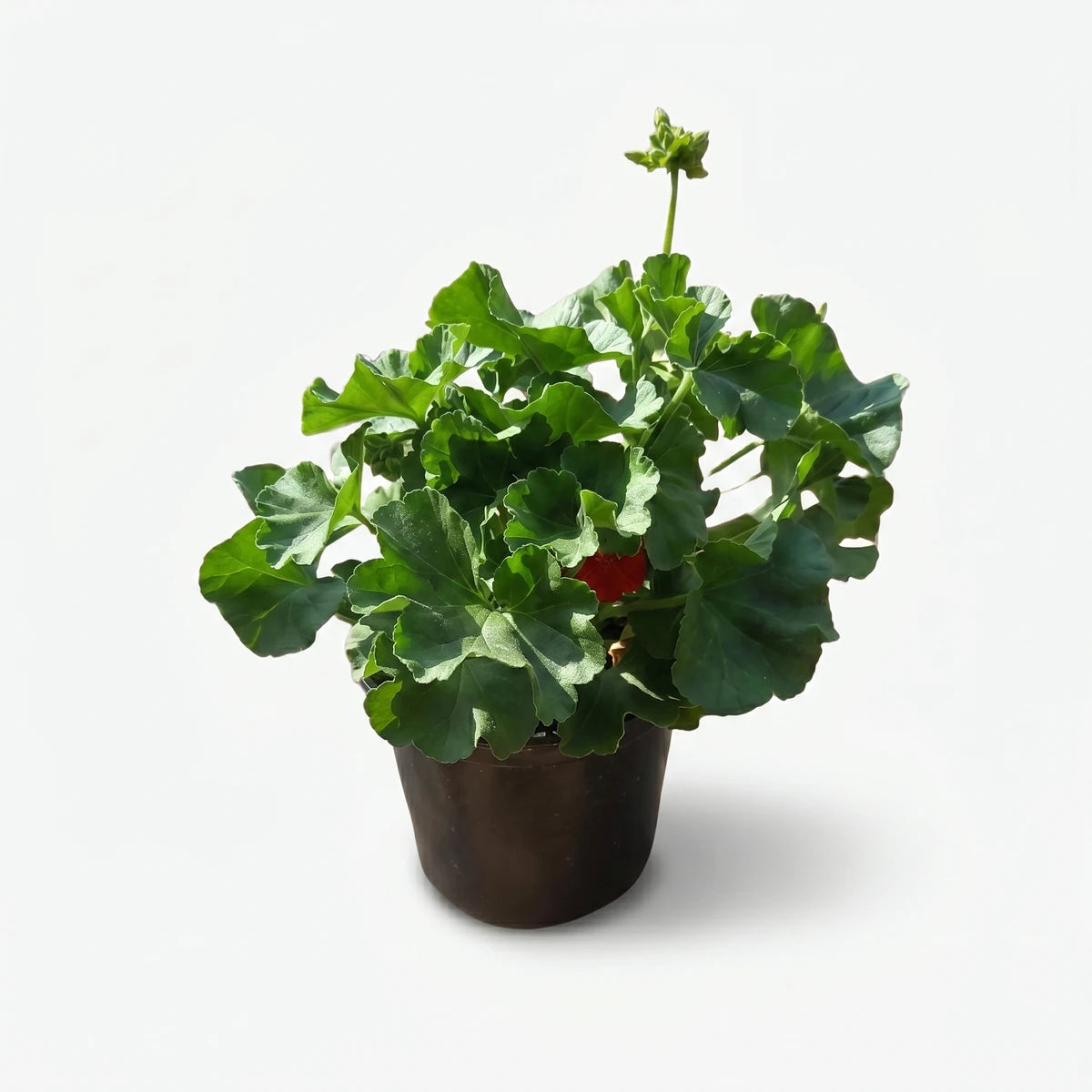 Potted Pelargonium Pelgardini Chocolate plant, 17cm, featuring lush green foliage in a dark pot.
