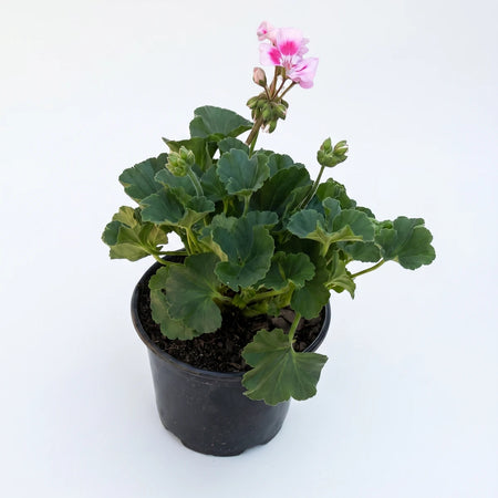Potted Pelargonium Turcana Pink Sizzle plant featuring vibrant pink and white flowers, lush green foliage, and visible buds,