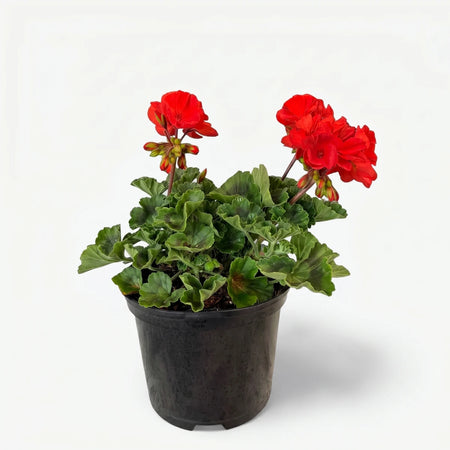 Vibrant red Pelargonium Turcana Scarlet plant in a black pot, showcasing lush green leaves and bright red flowers.