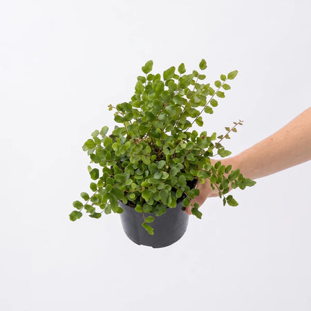 A small Pellaea Rotundifolia Button Fern plant in a black pot, held by a hand. The fern has delicate green leaves and a