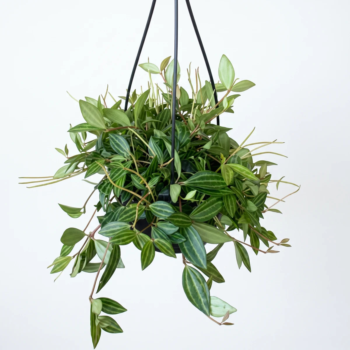 A lush Peperomia Angulata plant in a black hanging basket, showcasing green and striped leaves with trailing vines.
