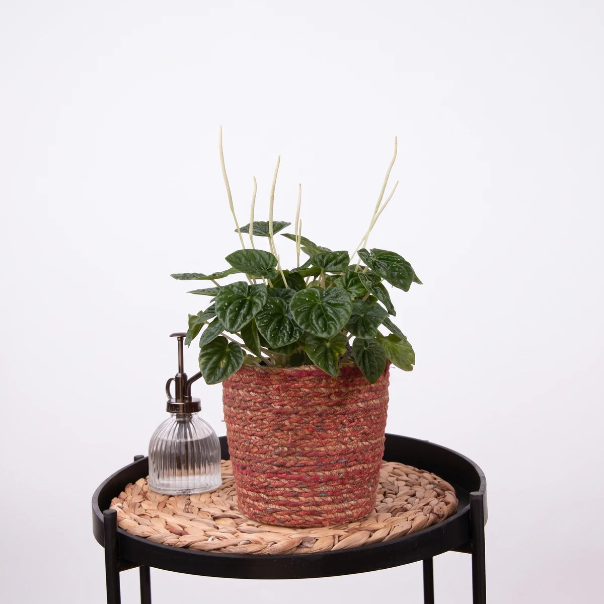 Potted Peperomia Caperata Green plant with dark green leaves and white flower spikes in a red and natural woven pot,