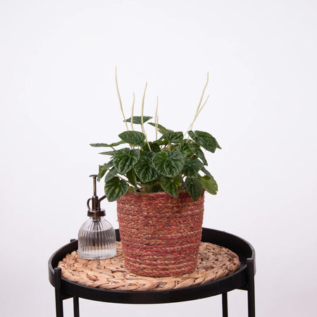 Potted Peperomia Caperata Green plant with dark green leaves and white flower spikes in a red and natural woven pot,