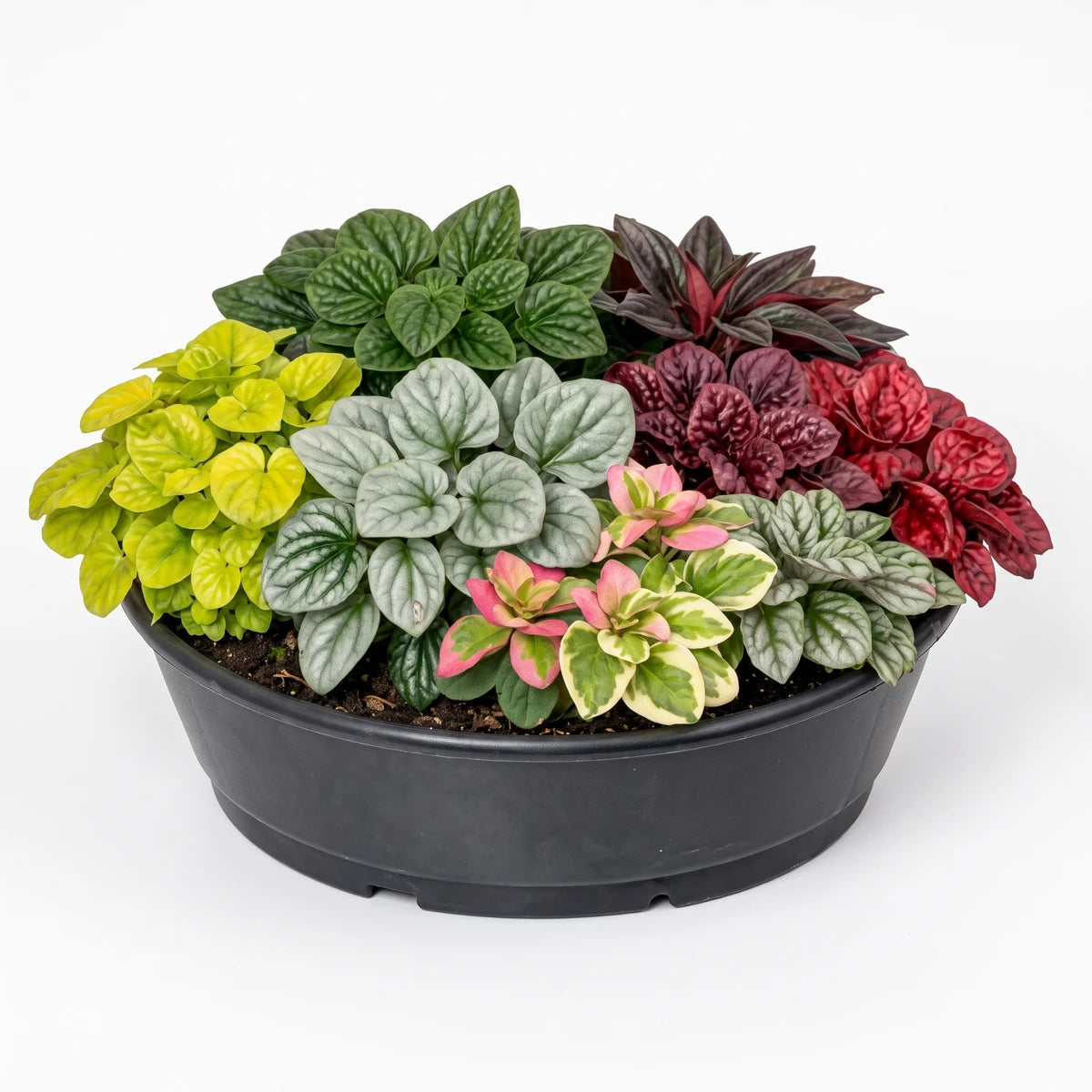 A round black planter filled with a vibrant arrangement of various Peperomia plants, including green, silver, red, and