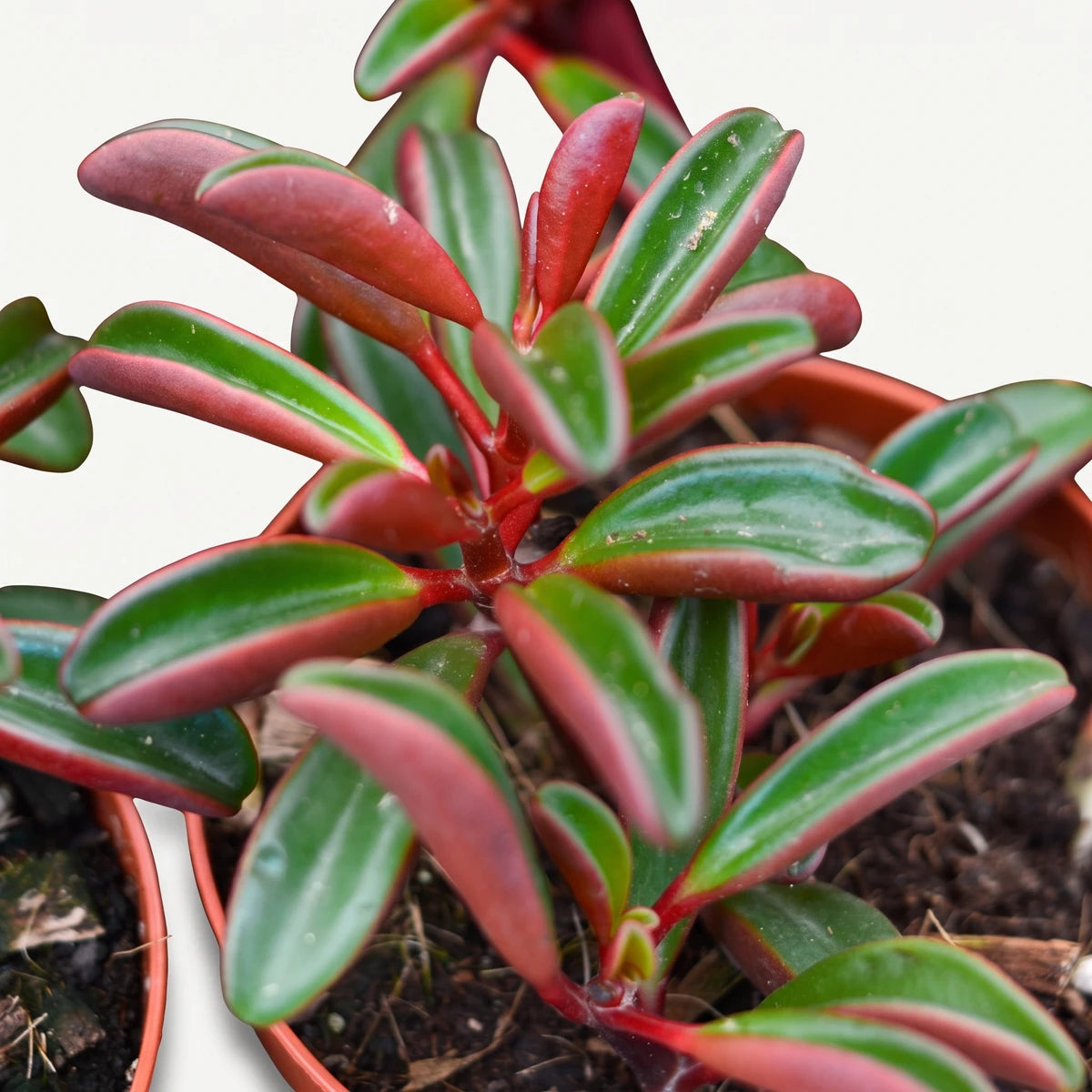 Close-up of a vibrant Peperomia Graveolens plant in a brown pot, showcasing its unique red and green succulent leaves.