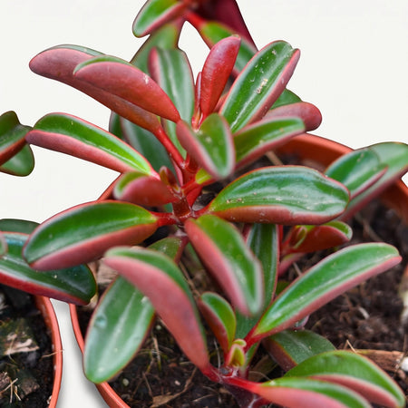 Close-up of a vibrant Peperomia Graveolens plant in a brown pot, showcasing its unique red and green succulent leaves.