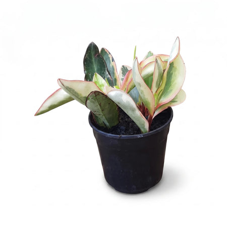 Potted Peperomia Julii plant with variegated green, white, and pink leaves, a popular indoor houseplant.