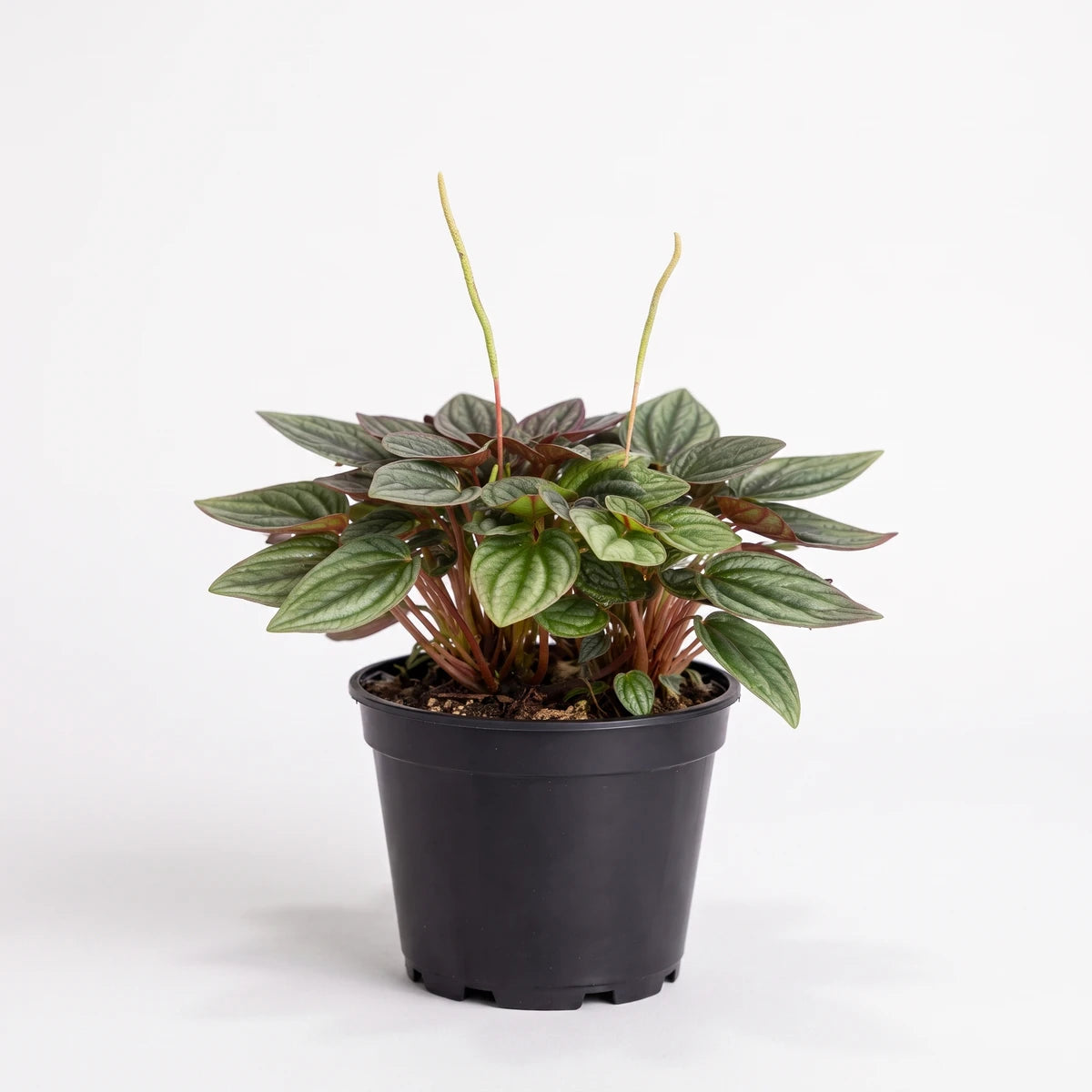 Potted Peperomia Olga plant with dark green, textured leaves and slender flower spikes in a black nursery pot, studio shot.