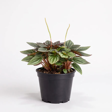 Potted Peperomia Olga plant with dark green, textured leaves and slender flower spikes in a black nursery pot, studio shot.