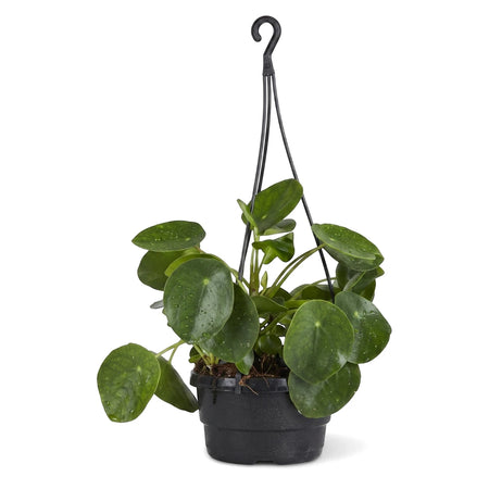 Green Peperomia Raindrop plant with round leaves in a black hanging basket, suitable for indoor display.
