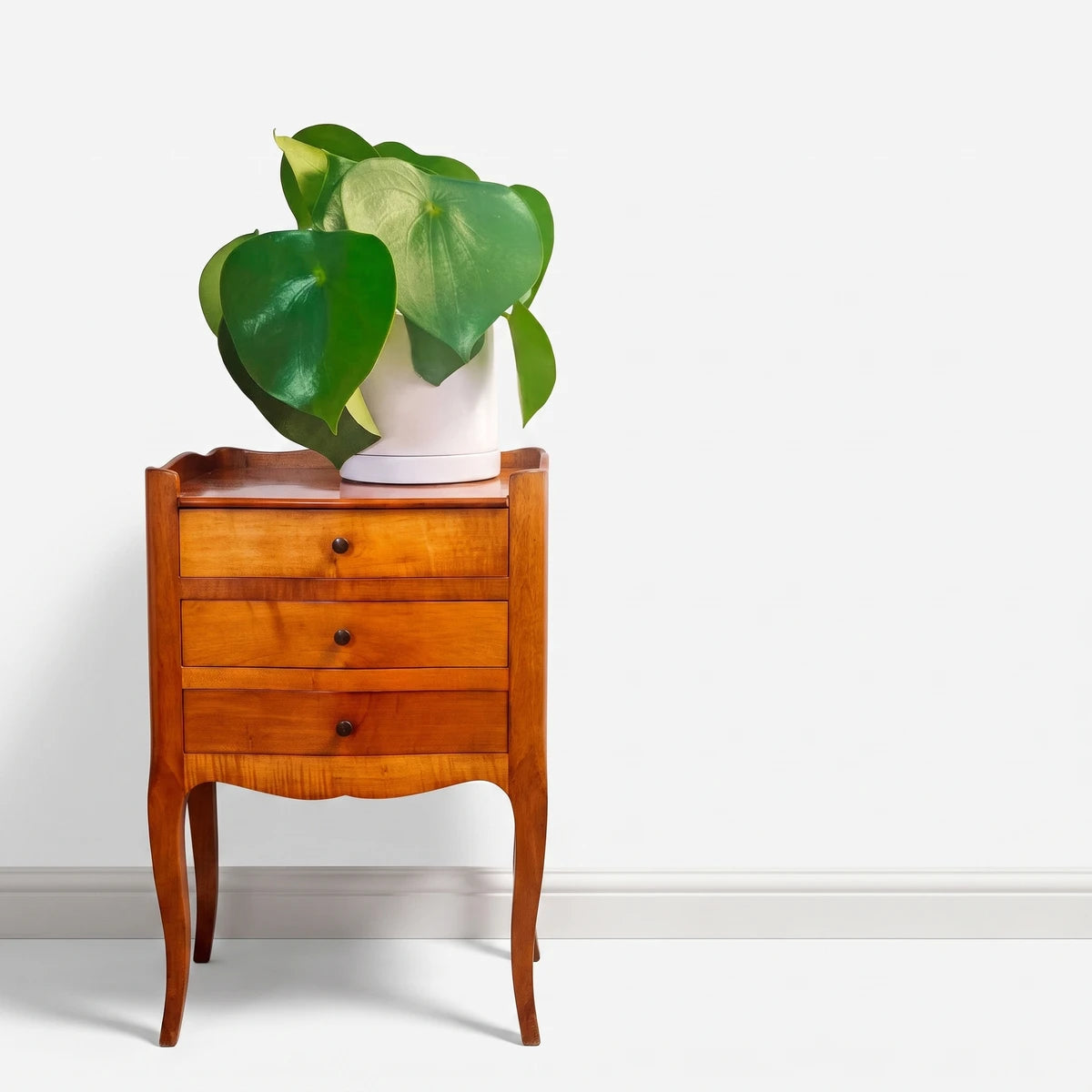 Peperomia Raindrop plant in a white pot, placed on a wooden chest of drawers against a light wall.