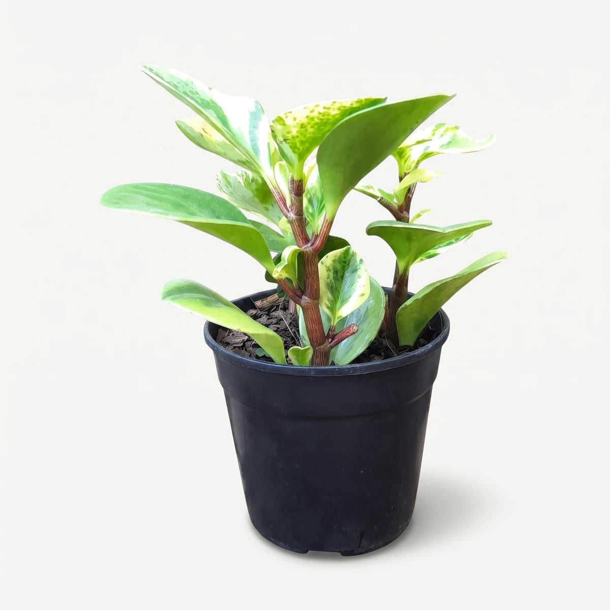Peperomia USA (12cm) houseplant with variegated green and yellow leaves, red stems, and dark soil in a black plastic pot.