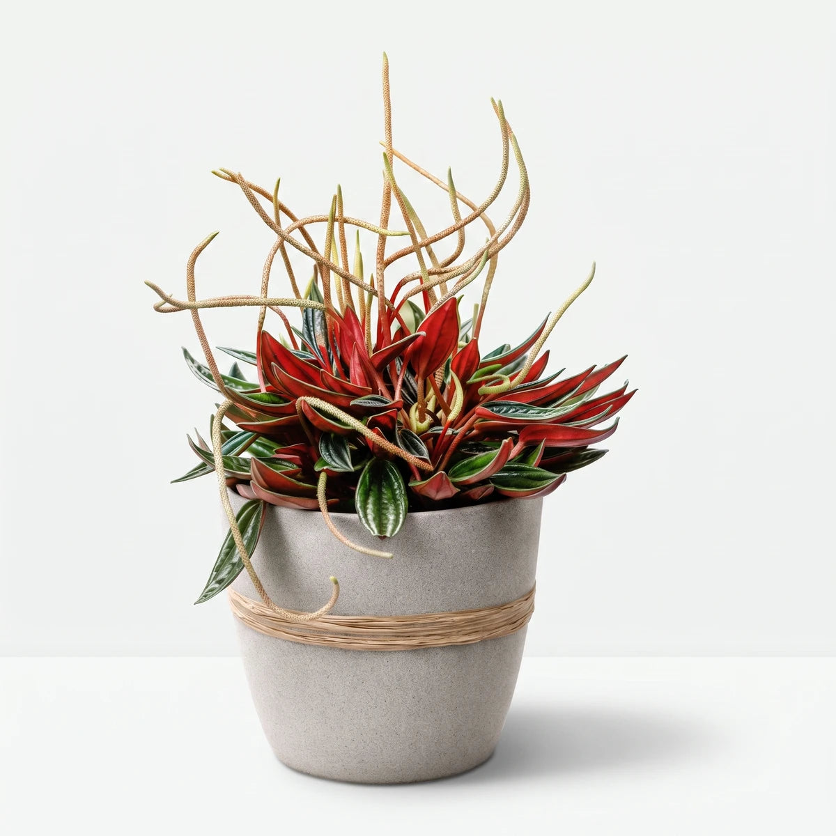 A vibrant Peperomia Zorro houseplant with distinctive red and green leaves in a grey textured pot, placed on a windowsill.