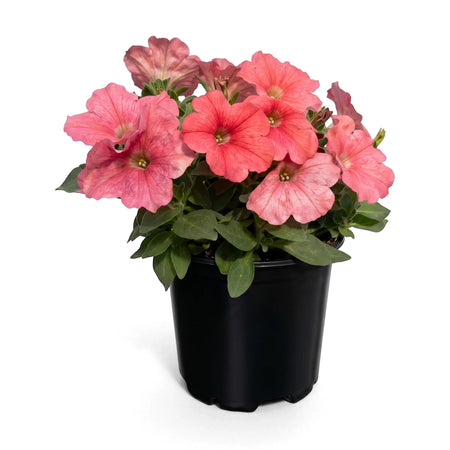 Petunia Amore Heart & Soul plant in a black pot, showcasing vibrant pink and coral flowers with lush green leaves.