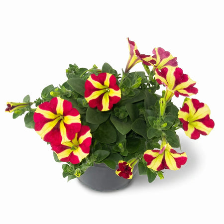 Petunia Amore Queen of Hearts plant in a dark pot, showcasing its vibrant red and yellow striped flowers and lush green