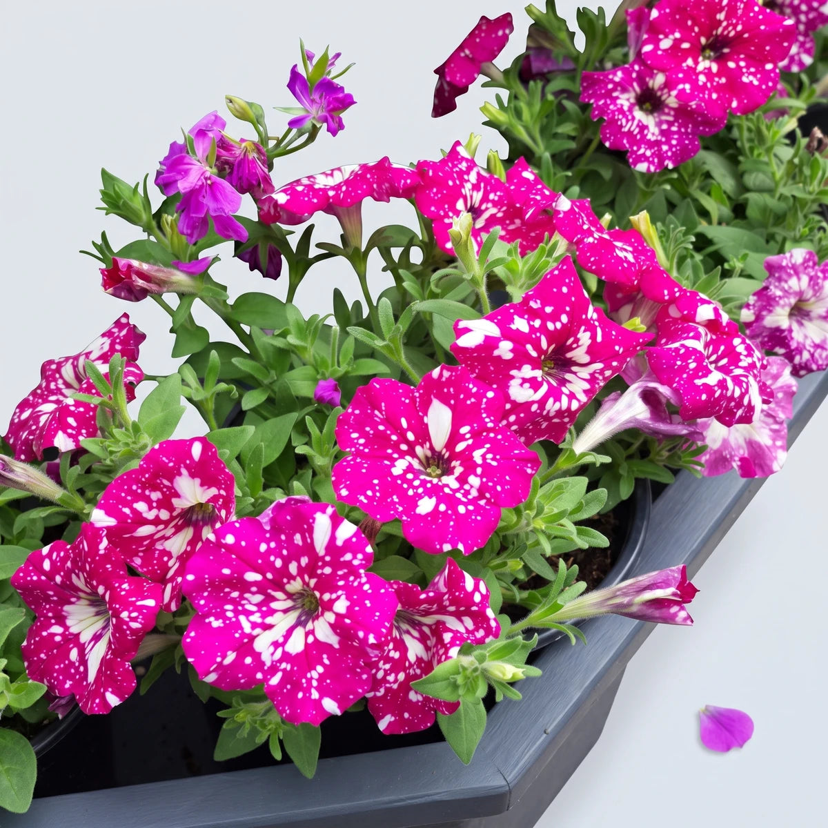 Vibrant Petunia Baby Doll flowers with bright pink petals and distinctive white speckles are shown blooming in a dark