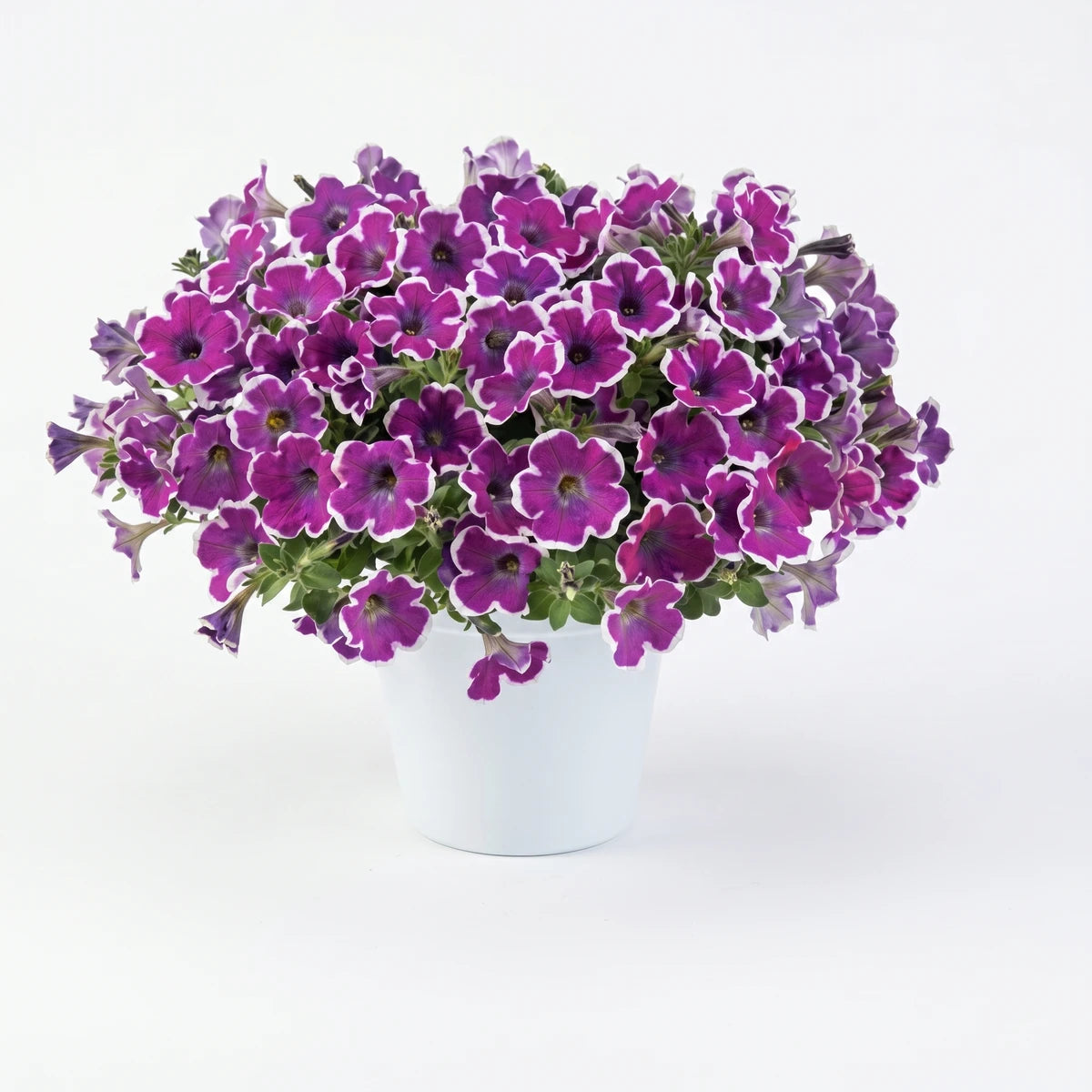Vibrant Petunia Hippy Chick plant with purple and white variegated flowers in a clean white pot, front view.
