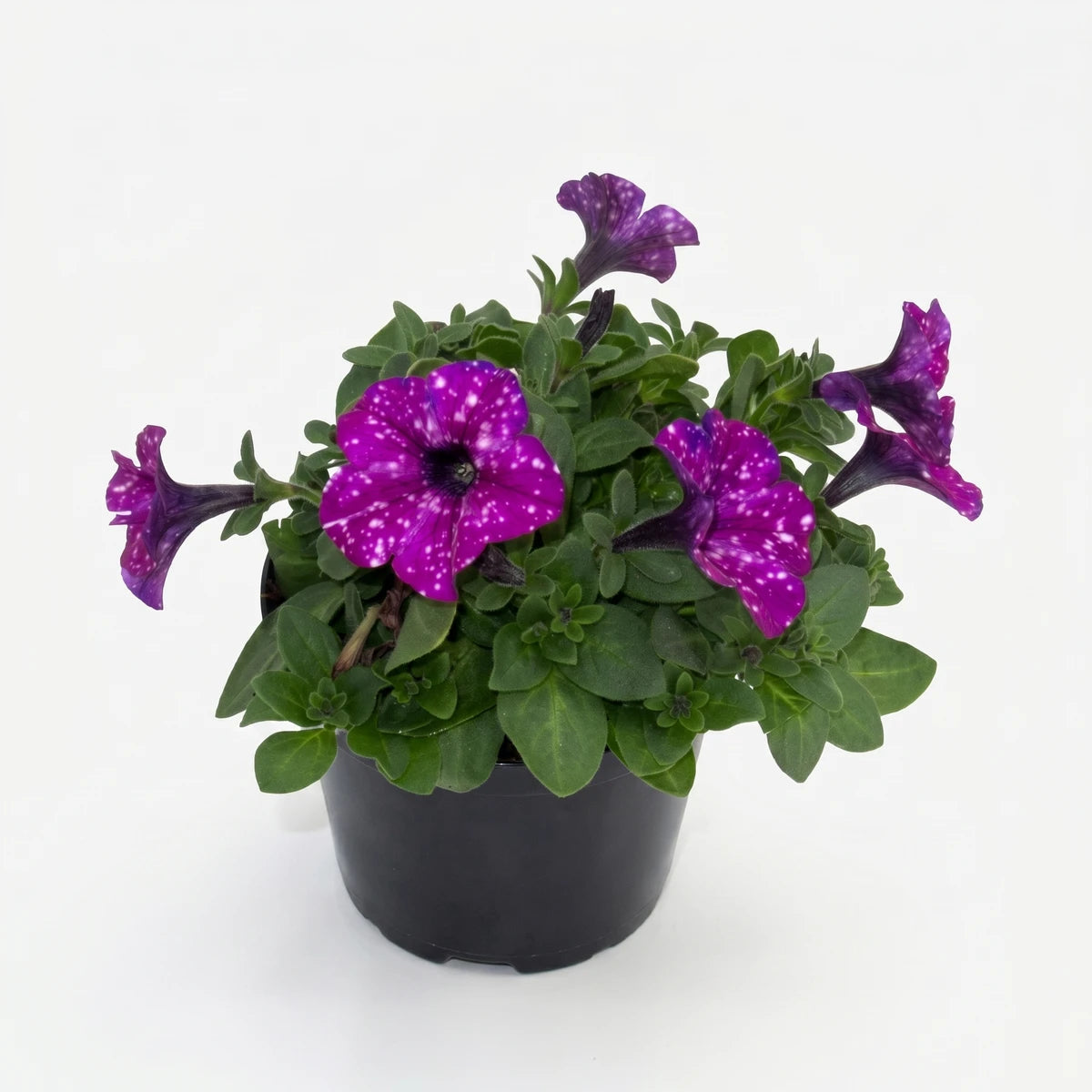 A potted Petunia Night Sky flower with vibrant purple petals and delicate white speckles, surrounded by lush green leaves.