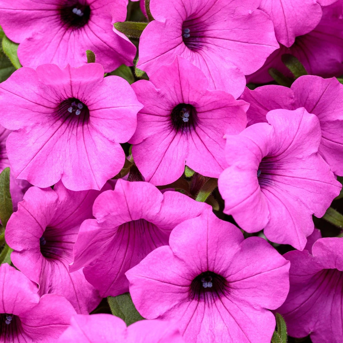 Close-up of vibrant pink Petunia Vista Jazzberry flowers in full bloom, showcasing their deep magenta petals and dark