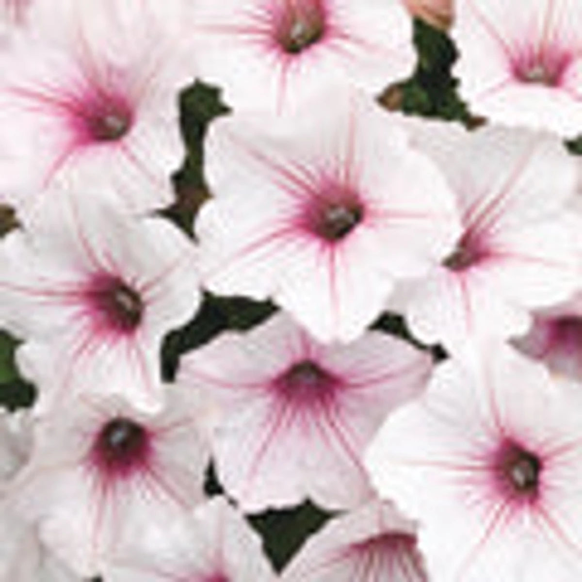 A close-up view of Petunia Vista Silverberry flowers, featuring white petals with vibrant pink veins and centers.