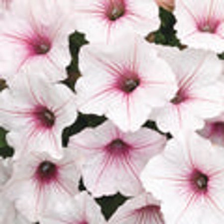 A close-up view of Petunia Vista Silverberry flowers, featuring white petals with vibrant pink veins and centers.