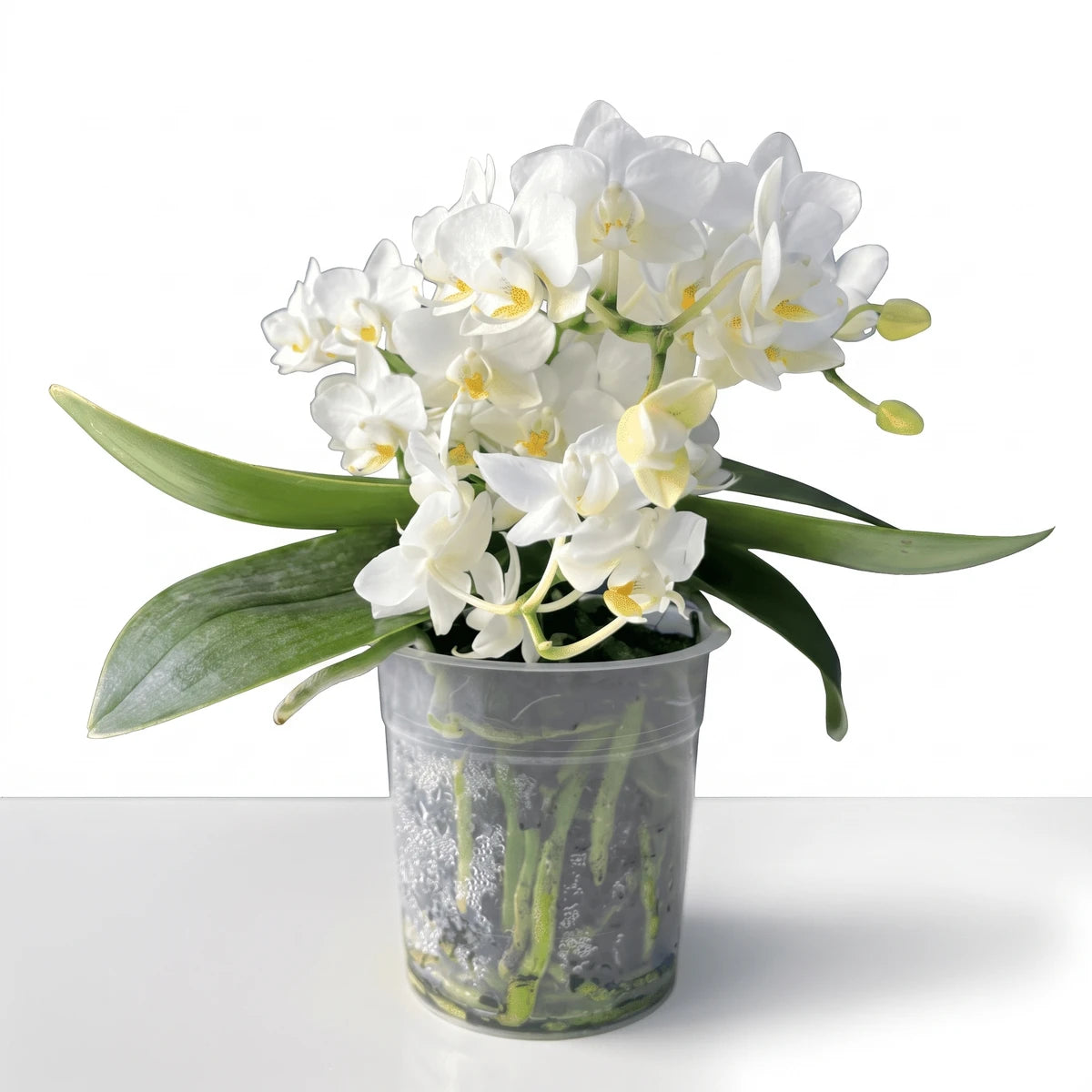 Phalaenopsis Jungle Orchid plant with white flowers and green leaves, in a clear plastic pot, positioned on a white surface.