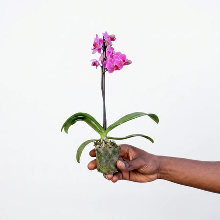 Dark-skinned hand holding a Phalaenopsis Micro Orchid with one pink stem and green leaves, potted in moss.