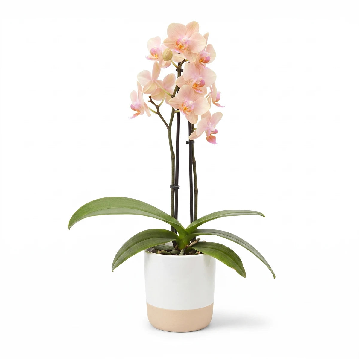 Phalaenopsis Micro Orchid with two stems and light pink blooms in a two-tone white and brown pot.