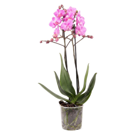 A single pink Phalaenopsis Midi Orchid with green leaves, planted in a clear square glass pot, on a white background.