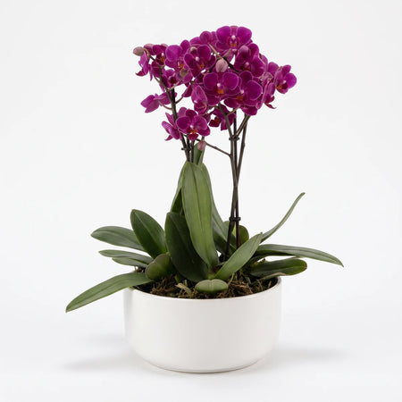 Vibrant purple Phalaenopsis Midi Orchid with five stems and green leaves, potted in a sleek white ceramic bowl, against a