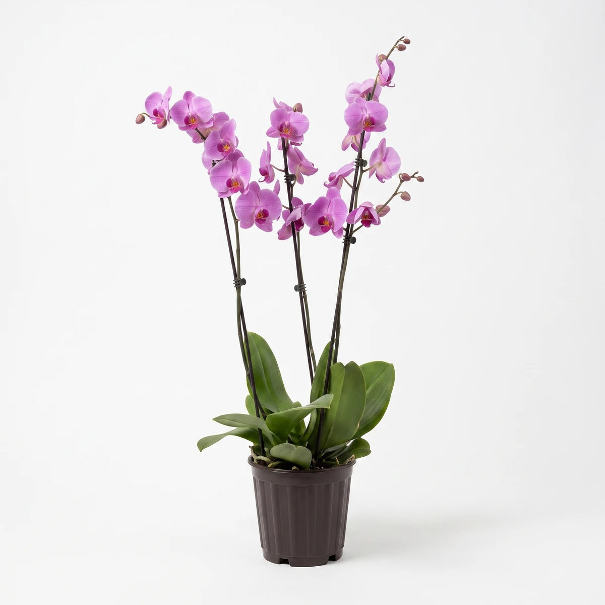 A vibrant Phalaenopsis multi-stem orchid plant with numerous pink-purple flowers, green leaves, and a dark brown pot.