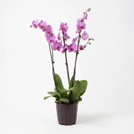 A vibrant Phalaenopsis multi-stem orchid plant with numerous pink-purple flowers, green leaves, and a dark brown pot.