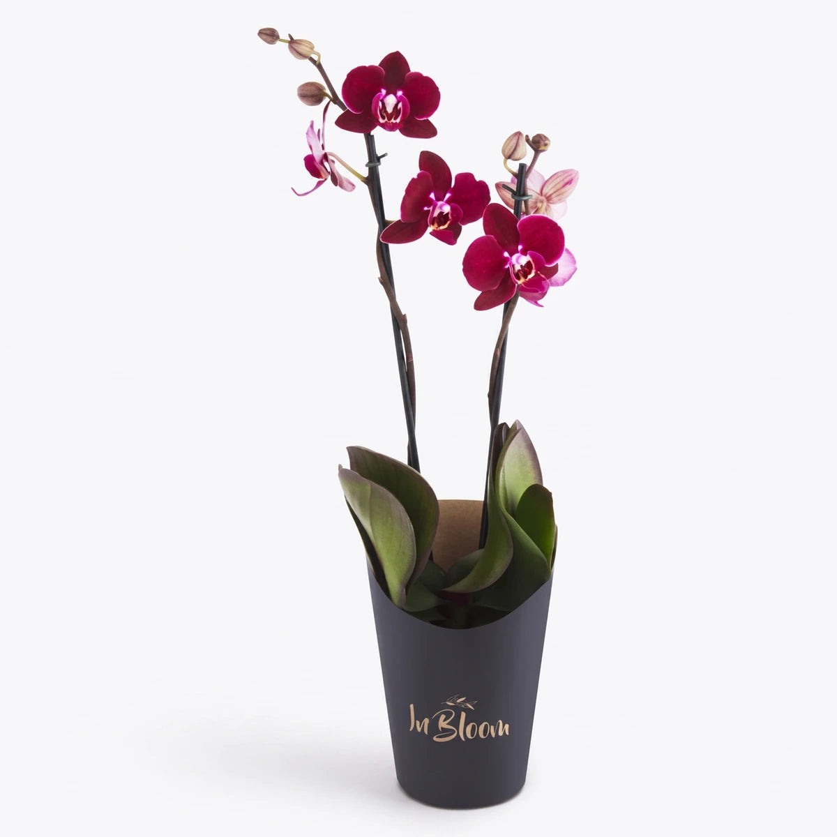 Two-stemmed Phalaenopsis Orchid with dark red flowers and green leaves in a black 'In Bloom' pot.