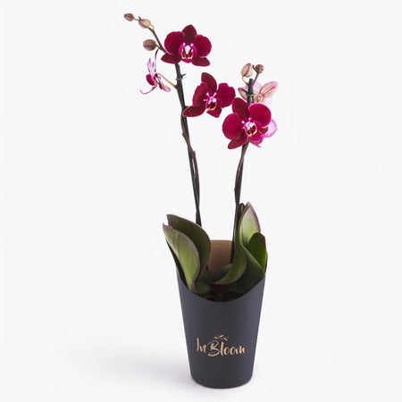 Two-stemmed Phalaenopsis Orchid with dark red flowers and green leaves in a black 'In Bloom' pot.