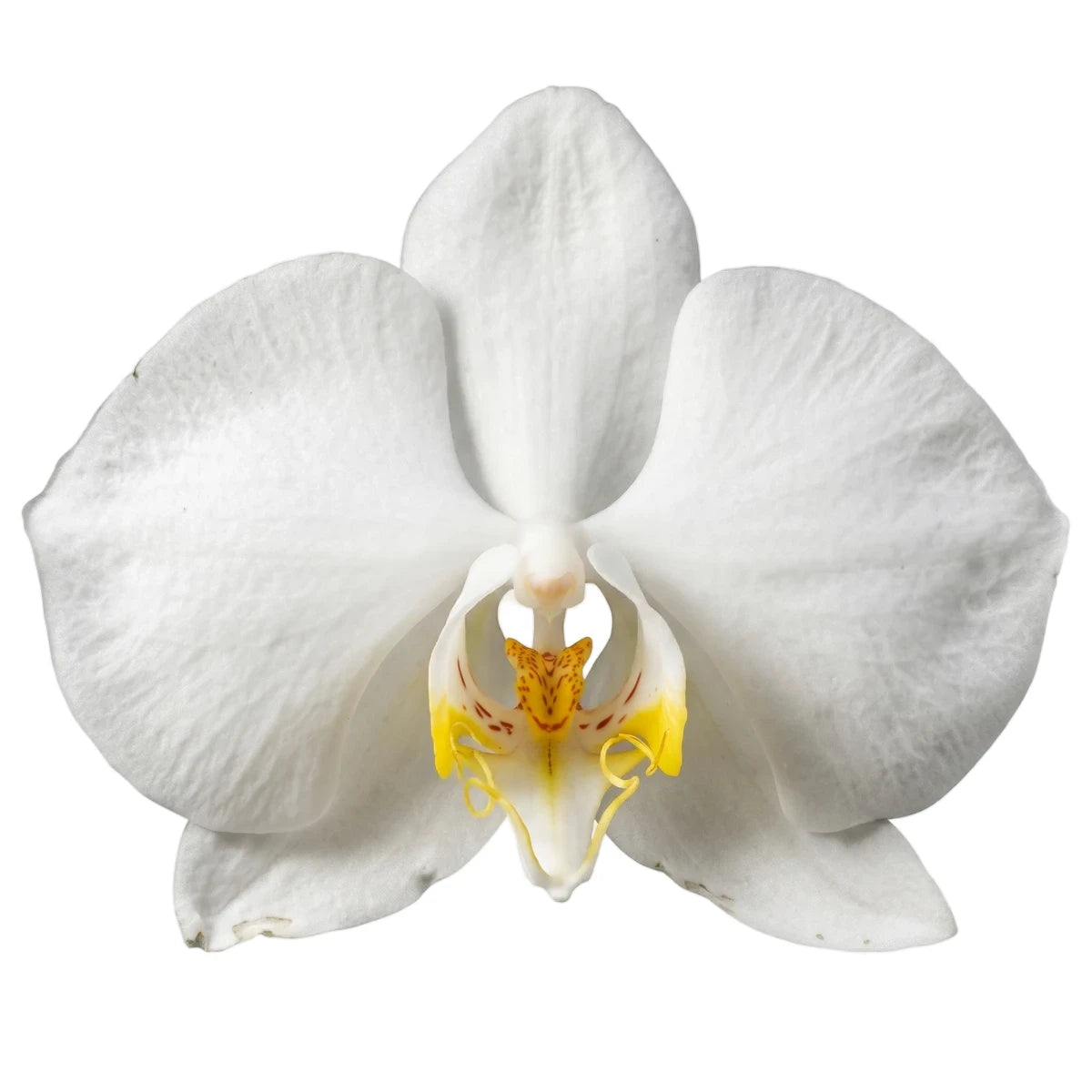 A vibrant white Phalaenopsis orchid flower with yellow and orange markings in its center, viewed close-up.