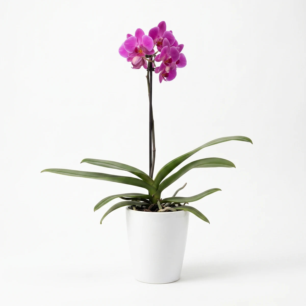 A single stem Phalaenopsis orchid with vibrant purple-pink blooms and green leaves, potted in a white ceramic planter.