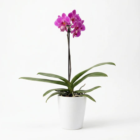 A single stem Phalaenopsis orchid with vibrant purple-pink blooms and green leaves, potted in a white ceramic planter.