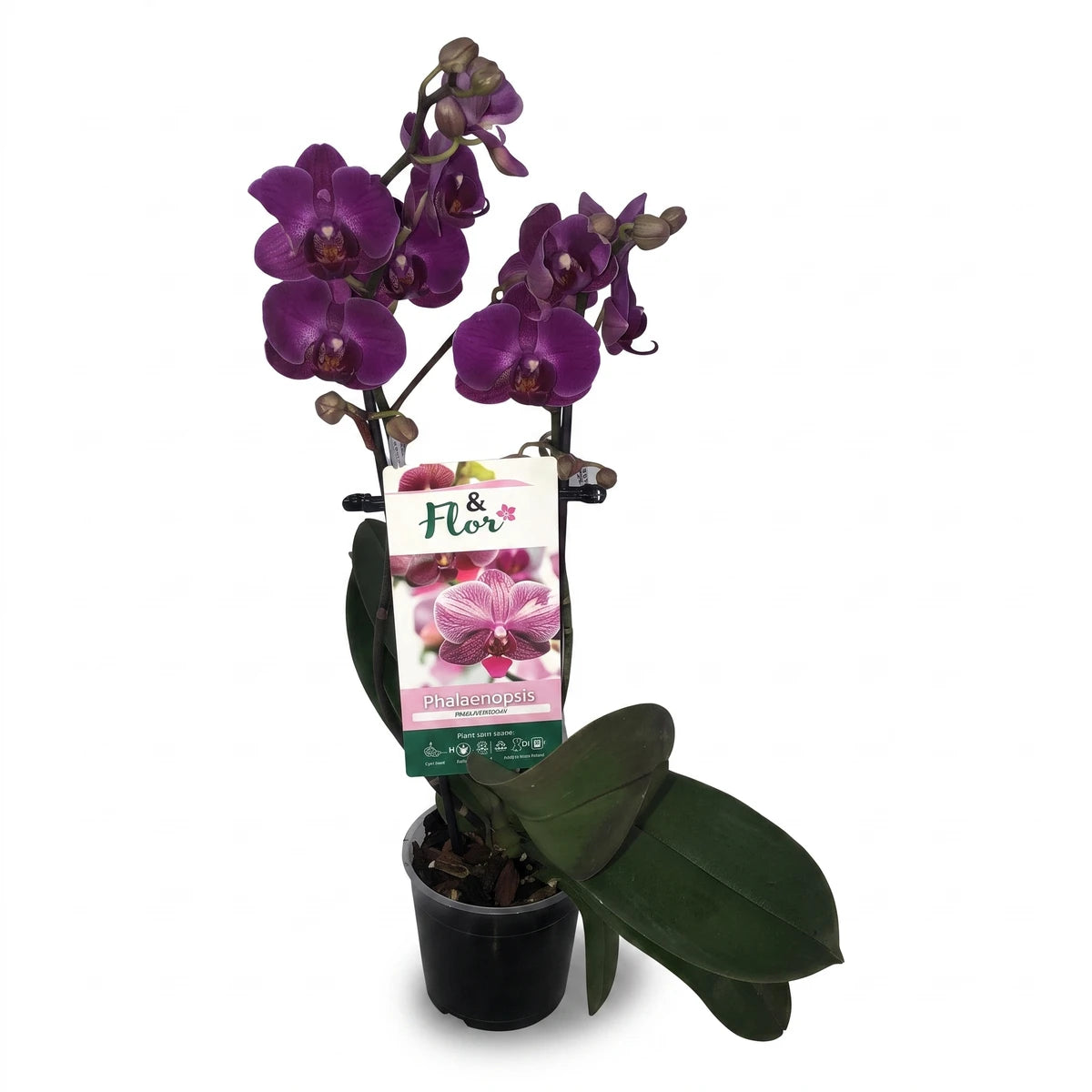 Phalaenopsis orchid plant with vibrant purple flowers and green leaves in a black pot, displaying a care label.