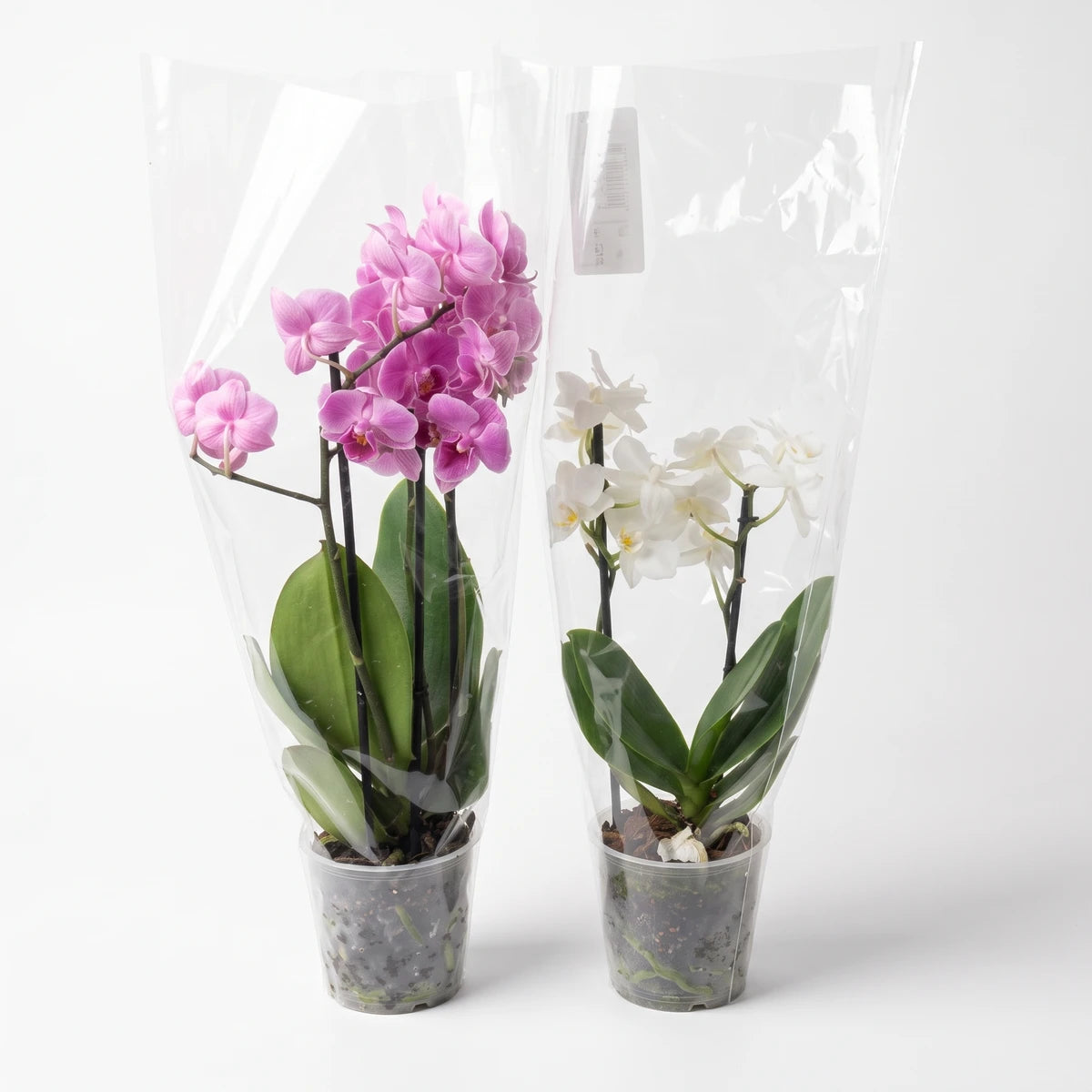 Two potted Phalaenopsis orchids, one with vibrant pink flowers and one with delicate white flowers, displayed in clear