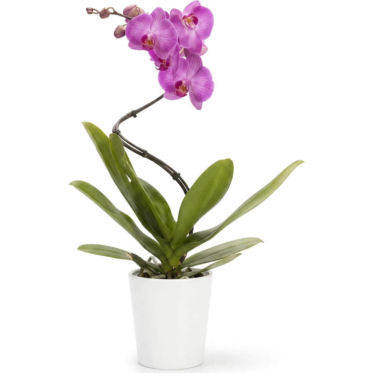 Phalaenopsis Spiral Orchid with vibrant purple flowers and lush green leaves, presented in a white pot.