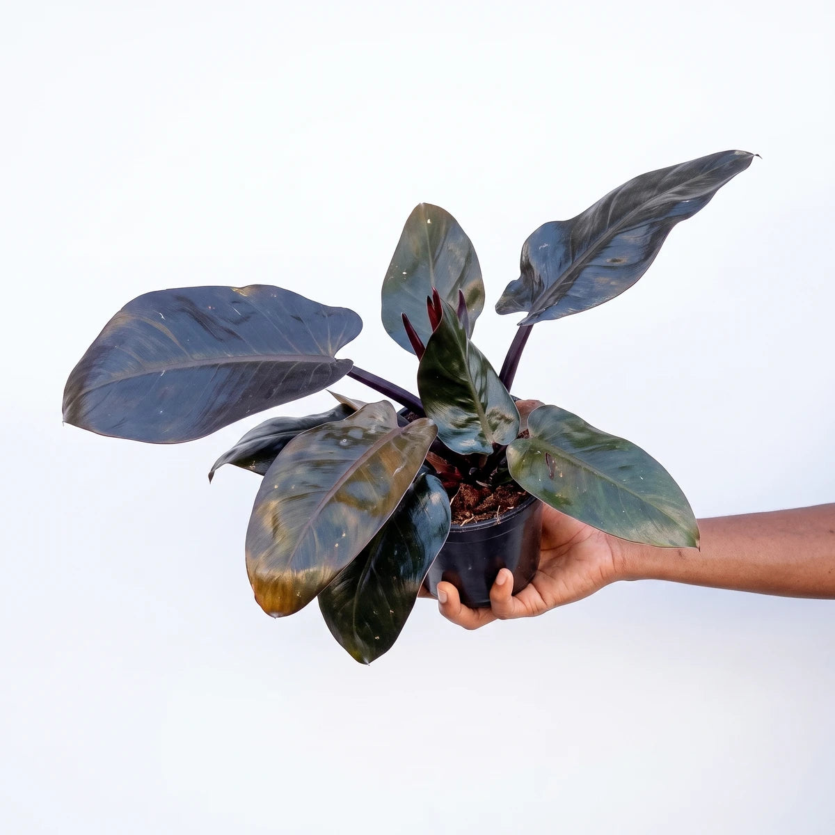 Potted 12cm Philodendron Black Cardinal plant with dark, glossy leaves, held by a hand against a solid background.