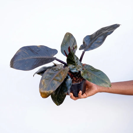 Potted 12cm Philodendron Black Cardinal plant with dark, glossy leaves, held by a hand against a solid background.