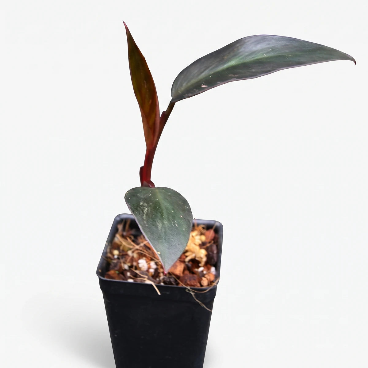 Philodendron Burgundy plant in a 14cm black pot, featuring dark green leaves and a vibrant red stem.